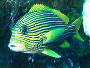 Ribbon sweetlips