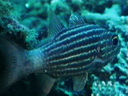 Eight-lined crdinalfish