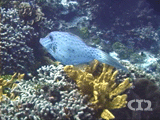 Scrawled filefish