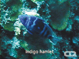 Indigo hamlet