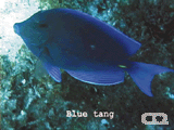 Blue tang