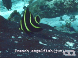 French angelfish̗c