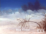 Blue runner