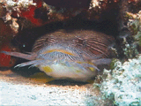 Coral toadfish