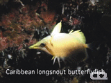 Caribbean longsnout butterflyfish