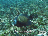 rench angelfish