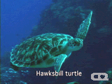 Hawksbill turtle