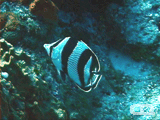 Banded butterflyfish