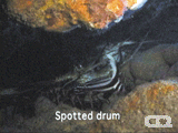 Spotted drum