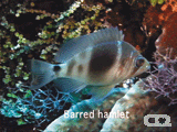 Barred hamlet