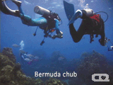 Bermuda chub
