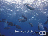 Bermuda chub