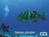 Nassau grouper