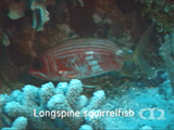 Longspine squirrelfish