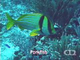 Porkfish