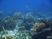 Gray angelfish