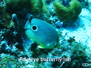 Foureye butterflyfish