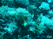 Tomini surgeonfish