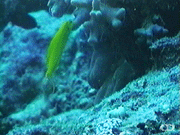 Bundoon blenny