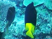 Uspi rabbitfish