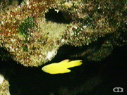 Yellow devilfish
