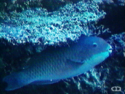 Pacific steephead parrotfish