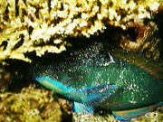 Pacific steephead parrotfishij