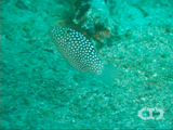 Hawaiian whitespotted toby