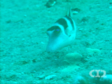 Whitley's trunkfish