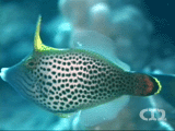 Fantail filefish