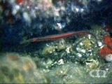 Redstripe pipefish
