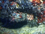 Regal Slipper Lobster