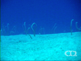 awaiian garden eel