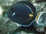 Achilles tang