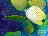 Lemon butterflyfish