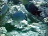 Hawaiian chromis