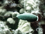 Psychedelic wrasse ()