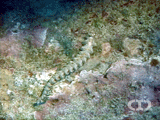 Conspicuous Sea Cucumber