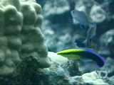 Hawaiian cleaner wrasse