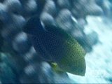 Shortnose wrasse