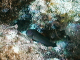 Panamic Fanged Blenny