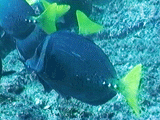 Yellowtail surgeonfish