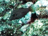 Spotted sharpnose puffer