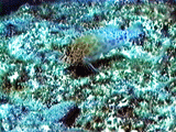 qSx(Coral hawkfish)