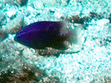 Cortez damselfish