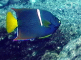 King angelfish