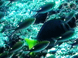 Scissortail damselfish