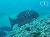 Leopard grouper