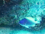 Whitetail damselfish