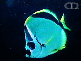 Barber fish